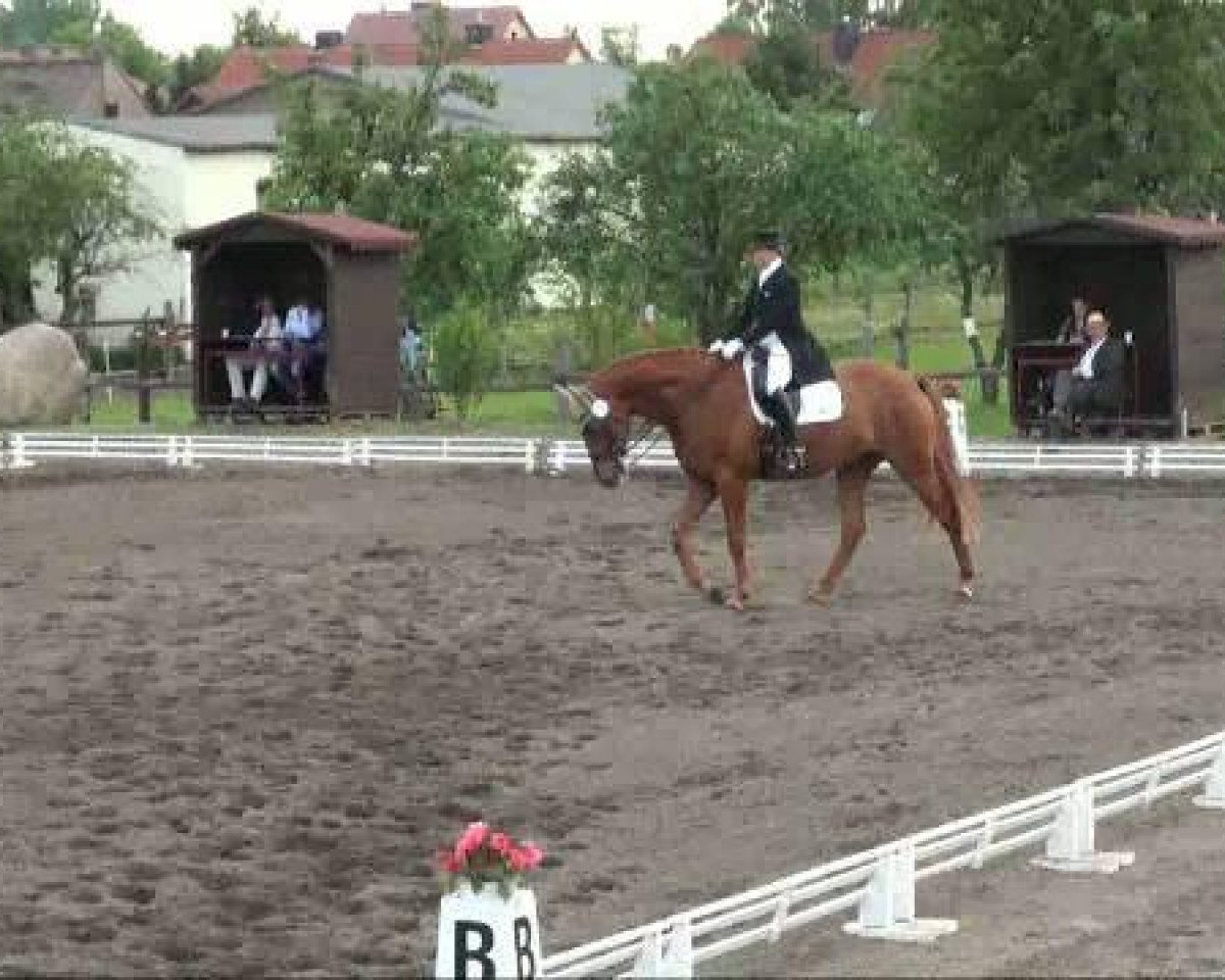 dressage horse Landiamo 5 (Hanoverian, 2001, from Londonderry)