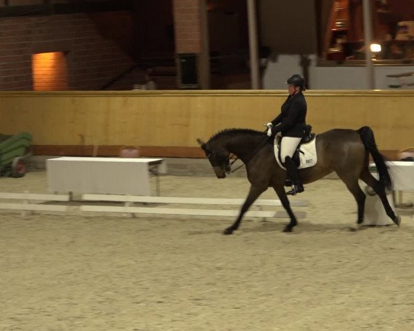 Reitturnier Hamburg-Friedrichshulde/Sylva Kuhrt 2022