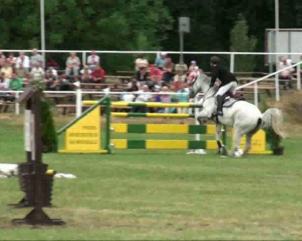 jumper Labour Z (Zangersheide riding horse, 1995, from L'Amour Z) jumper Labour Z (Zangersheide riding horse, 1995, from L'Amour Z)