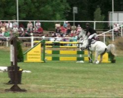 jumper Labour Z (Zangersheide riding horse, 1995, from L'Amour Z)