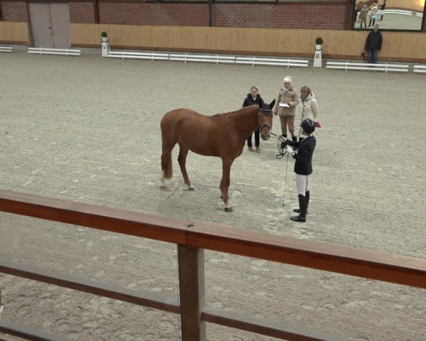 Reitturnier Hamburg-Friedrichshulde/Sylva Kuhrt 2022