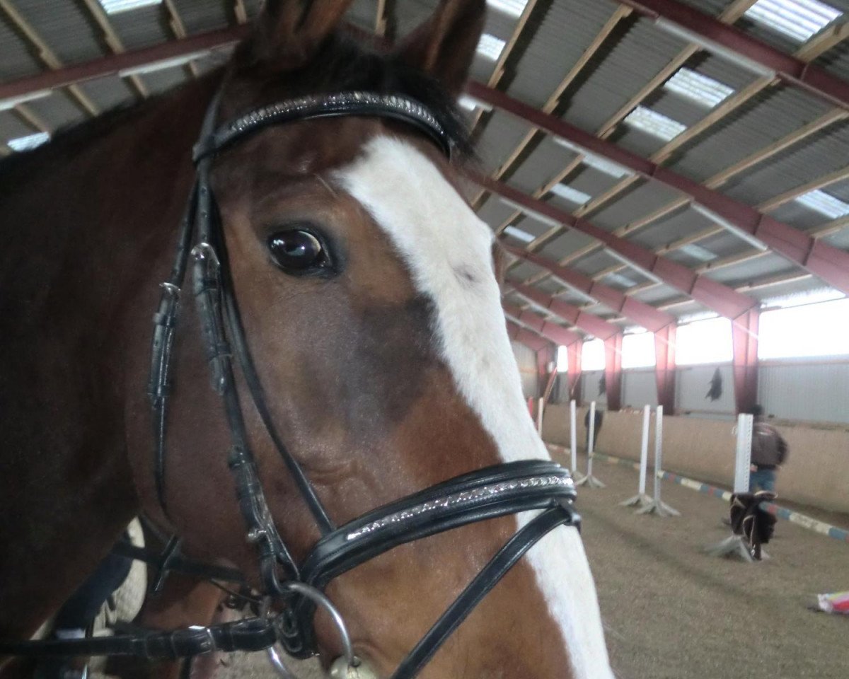 Cavallo GL Rocky Balboa (Oldenburger, 1993, di Rebel Z I)