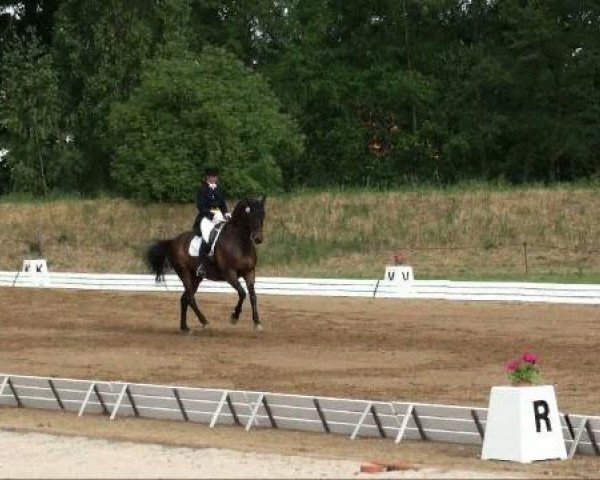 dressage horse Giacometti 7 (Württemberger, 1998, from Gardez)