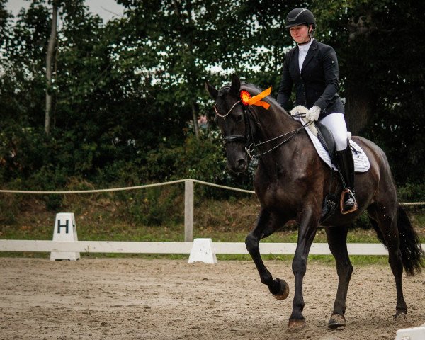 dressage horse Deichhof's Valerie (Hanoverian, 2015, from Viscount 22)