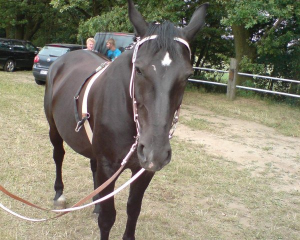 broodmare Amsel (Sachs-door. Heavy Warmbl., 1997, from Elton Mo 1445)