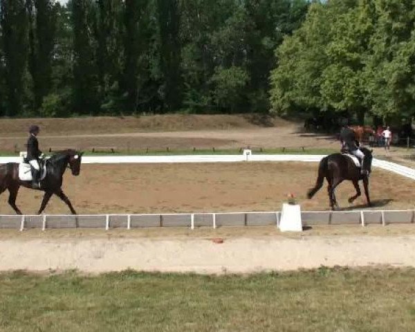 dressage horse Con Amore H (Hanoverian, 2007, from Con Amore) dressage horse Con Amore H (Hanoverian, 2007, from Con Amore)