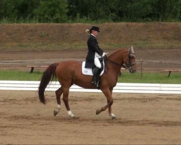 dressage horse Raffaello 32 (Hanoverian, 1999, from Royal Diamond)