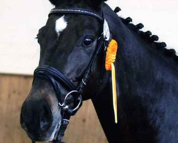dressage horse Lintas (Holsteiner, 1996, from Libertino I)