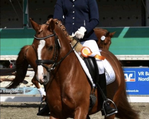 Dressurpferd Gastana Imperial (Dänisches Pony, 2013, von Aberlour Goodwyn)