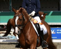 Dressurpferd Gastana Imperial (Dänisches Pony, 2013, von Aberlour Goodwyn)