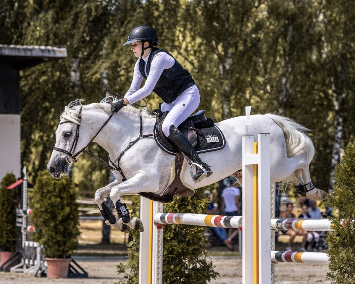 Jumper Stanford FJ (Welsh Pony (Sec. B), 2013, from Santiago)