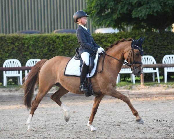 Dressurpferd Dancing Sun HF (Deutsches Reitpony, 2008, von FS Don't Worry)