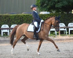 dressage horse Dancing Sun HF (German Riding Pony, 2008, from FS Don't Worry)
