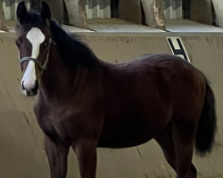 Pferd Hello Quinni‘s second Chance (Westfale, 2022, von Deville 4)