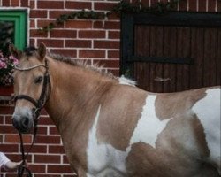 dressage horse Spirit (Appaloosa, 2008)