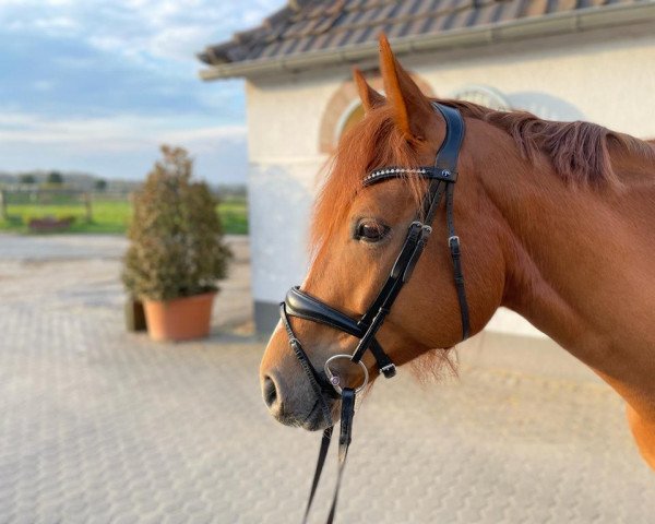 horse Letizia 67 (German Sport Horse, 2017, from Levisto Z)