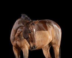 horse Lucky Time 4 (Oldenburg, 2005, from Laurentio)