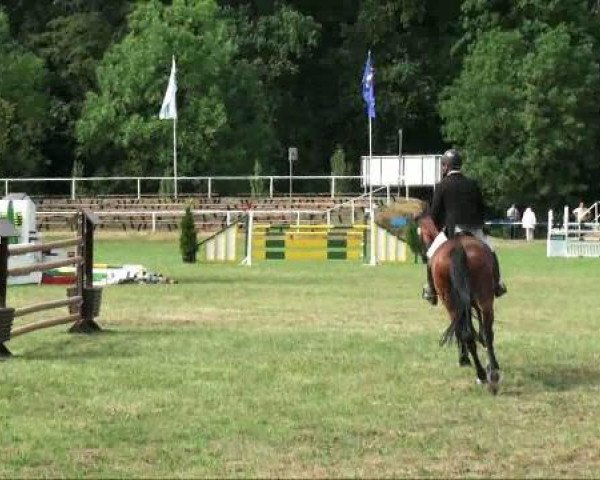 horse Casanova 228 (Sachse, 1994, from Coriograf B) horse Casanova 228 (Sachse, 1994, from Coriograf B)
