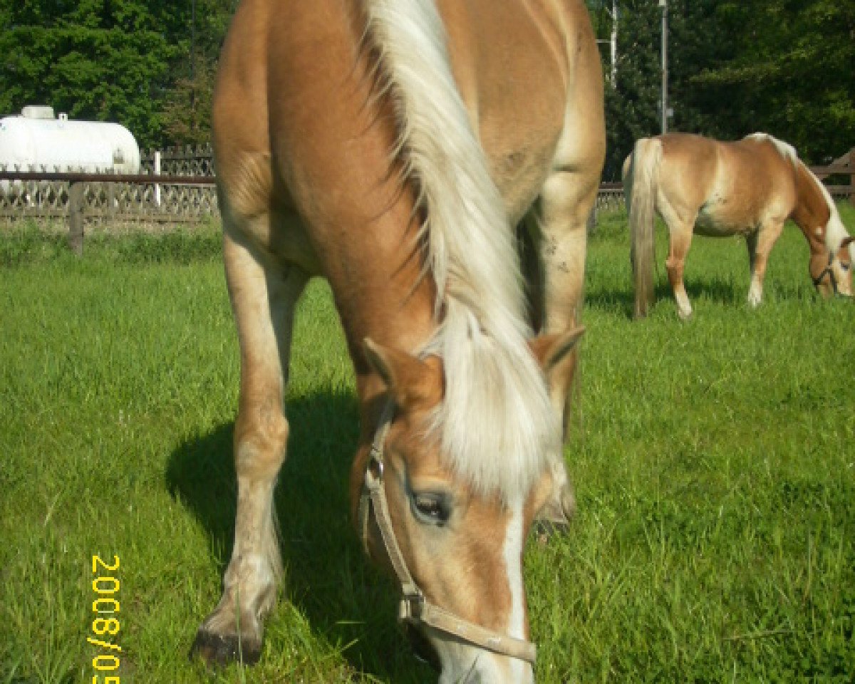 Zuchtstute A little bit of Blond (Haflinger, 1999, von Abydos II)