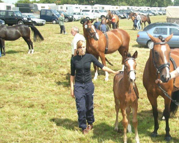 Pferd Run For Fun (Westfale, 2008, von Rock Forever NRW)