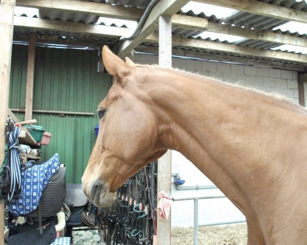 horse Rouge (Rhinelander,  , from Rheingau)