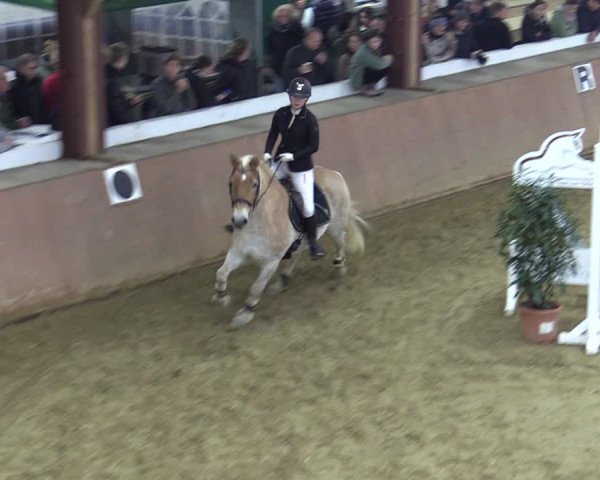 Reitturnier Bad Salzuflen 2022