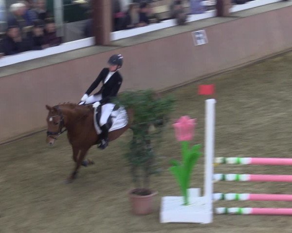 Reitturnier Bad Salzuflen 2022