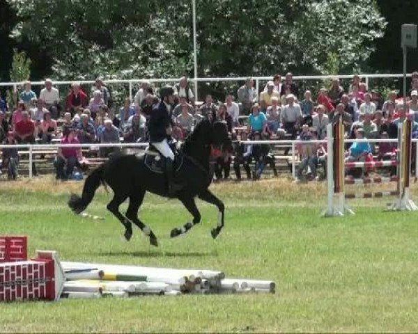 Zuchtstute Charisma B (Hannoveraner, 2004, von Conteur)
