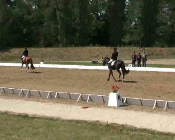 dressage horse Otto 163 (Trakehner, 2007, from Harlem Go)