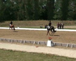 dressage horse Otto 163 (Trakehner, 2007, from Harlem Go)