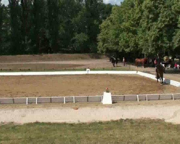 dressage horse Slumdog Millionaire (Westphalian, 2007, from Showmaker) dressage horse Slumdog Millionaire (Westphalian, 2007, from Showmaker)
