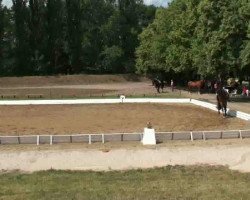 dressage horse Slumdog Millionaire (Westphalian, 2007, from Showmaker)