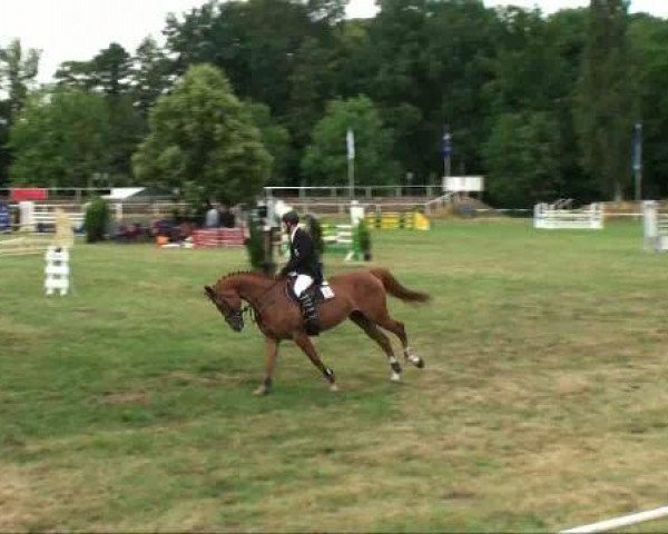 jumper Basu's Aglaia (German Sport Horse, 2005, from Balou du Rouet)