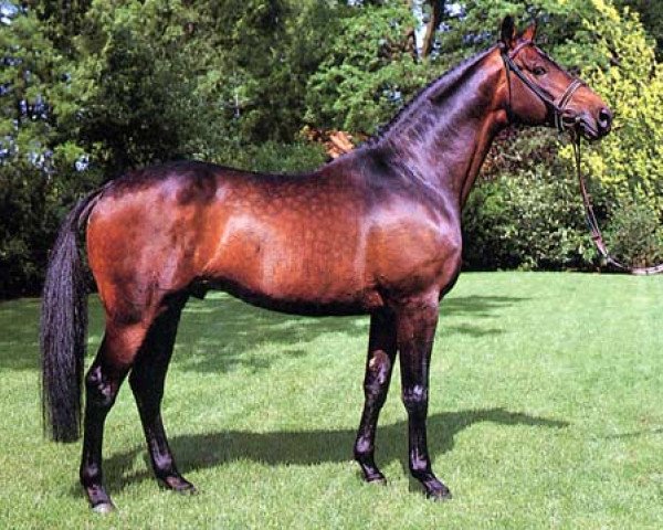 stallion Traumdeuter DH 482 (Trakehner, 1981, from Arogno)