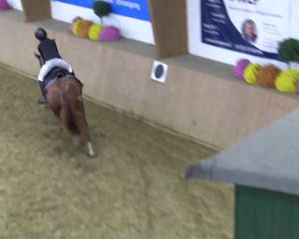 Reitturnier Bad Salzuflen 2022