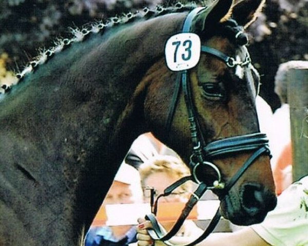 broodmare Caprice M (Hanoverian, 1998, from Carismo II 123 FIN)
