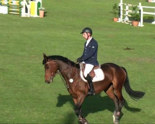 horse Noveli (German Sport Horse, 2005, from Nintendo K)