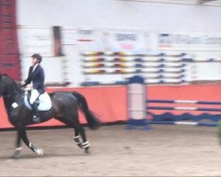 broodmare Colina (Bavarian, 2004, from Caretello B)