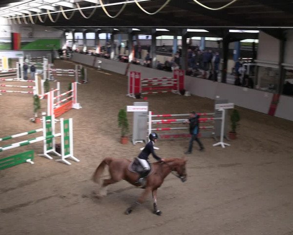 Legdener Ponymeeting 2022