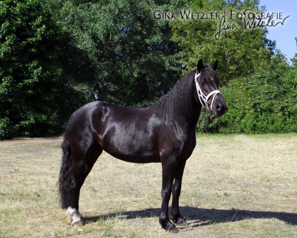 Dressurpferd Tres Jolie 10 (Welsh-Cob (Sek. D), 2008, von Trouble's Boy)