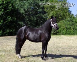 Dressurpferd Tres Jolie 10 (Welsh-Cob (Sek. D), 2008, von Trouble's Boy)