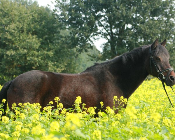 dressage horse Newport (German Riding Pony, 1994, from Nansen)