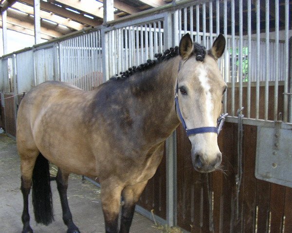 Pferd St. Alice (Kleines deutsches Reitpferd, 1991, von Toxi Baun-Bob)