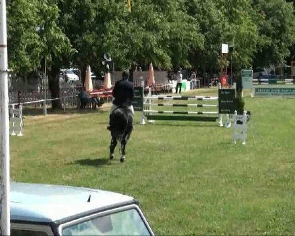Deckhengst Chemnitz B (Oldenburger Springpferd, 2003, von Contender)