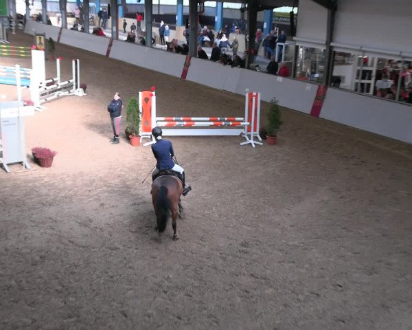 Legdener Ponymeeting 2022