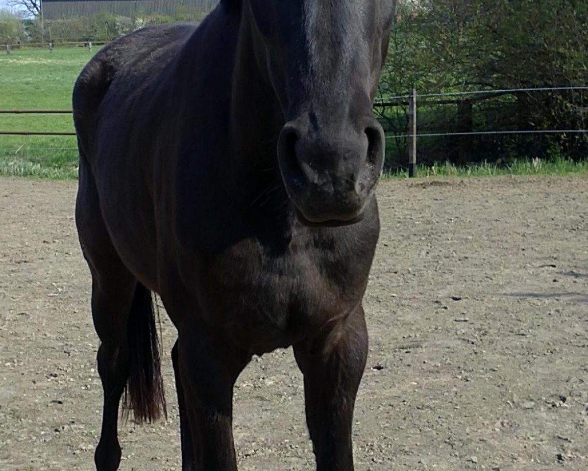 horse Elli (Hanoverian, 2009, from Embassy I)