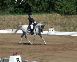 dressage horse El Samalon ox (Thoroughbred, 2002, from El Nabila B ox)