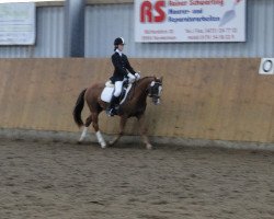 dressage horse Bolero (German Riding Pony, 2003)