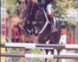 stallion Grabensee (Mecklenburg, 1987, from Grabensprung 3440)