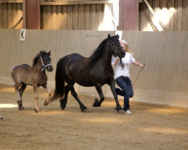 dressage horse Rimmersgard Red Sky (Fell Pony, 2009, from Border Rambler)
